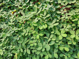 Fototapeta na wymiar Full frame of green leaves background