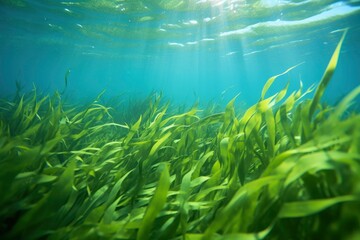 Fototapeta na wymiar Underwater view of a group of seabed with green seagrass.