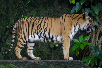 Close up Indochinese tiger is beautiful animal and dangerous in forest