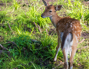 Shot of the deers in the forest. Animals