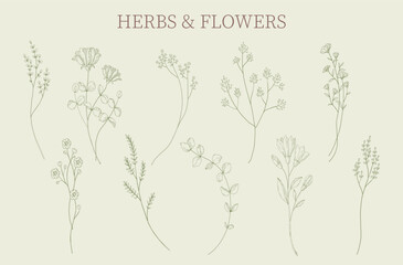 Herbs and flowers set. Botanical sketch isolated decorative elements. Minimal plant logo, meadow greenery, leaf blooming flower, linear rustic branch. Vector hand drawn wedding invitation set