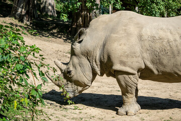 Naklejka premium Close-up on the head of a rhinoceros standing in the forest and not moving.