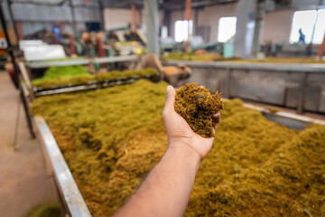 Close-up of tea leaves shredded and ready to brew inside a tea factory