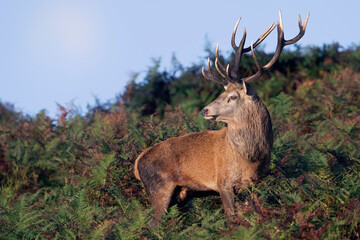 Proud Red Deer Stag (Cervus elaphus) in thick bracken - 665712586