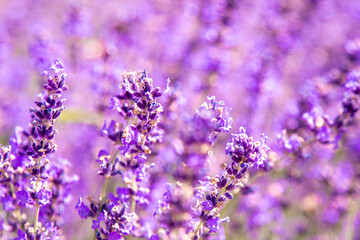 Purple lavender flowers bush. Flower in the field. Nature background. Grow a fragrant plant in the garden. Summer flower honey plant closeup.