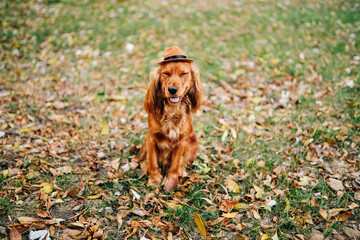 A funny English cocker spaniel sits on a green lawn in a brown hat and closed eyes.