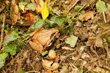 Agile Frog (Rana dalmatina) sits on the autumn leaves and grass