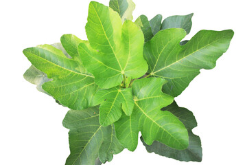 Ficus carica,fig tree ,top view closed-up leaves,selective focus, transparent background.