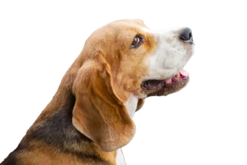 Poster AS cute beagle dog isolated on white background. © kobkik