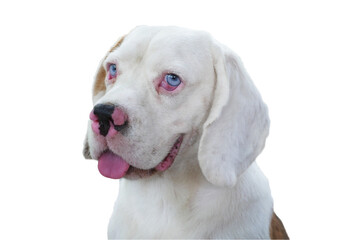 An adorable white fur beagle dog isolated on white background.