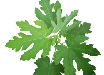 Ficus carica,fig tree ,top view closed-up leaves,selective focus, transparent background.
