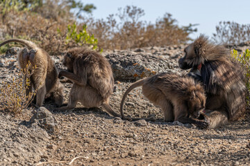 A small troop of Gelada baboons (Theropithecus gelada) grooming