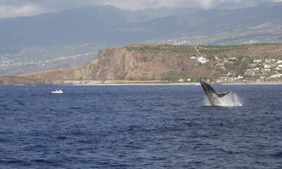 humpback whale jumping in Indian Ocean on the coast of Reunion island between le Port and Saint Gilles. La Réunion,  travel destination.  © Etoilepolaire