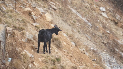 Black goat on mountains