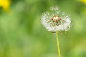 dandelion on green background