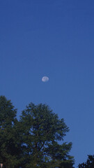 Morning Moon