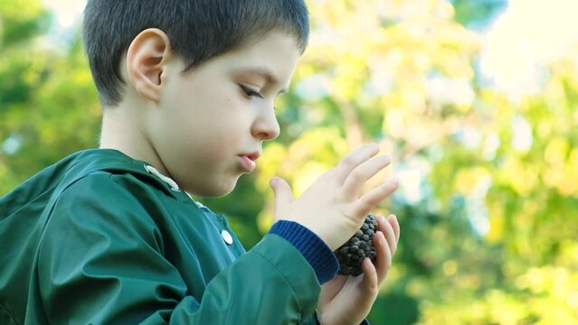 Little boy playing with a pinecone in the park in autumn, counting scales