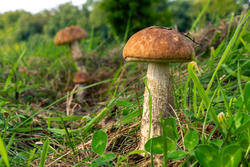 Boletus mushroom in its natural environment.