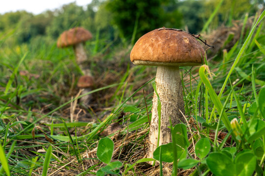 Boletus mushroom in its natural environment.