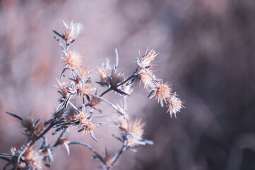 Spiky Wild Flowers