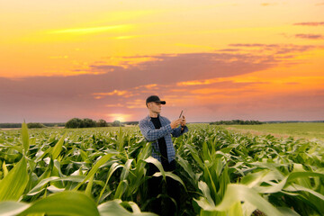 Fototapeta premium male farmer in a field with corn studies and analyzes the crop.