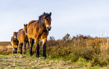 Wild ponies of England in Exmoor National park