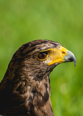 portrait of a eagle