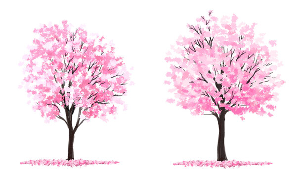 cherry tree, Vertor set of spring blossom tree,bloomimg plants side view for landscape elevation and section,eco environment concept design,watercolor sakura illustration,colorful season