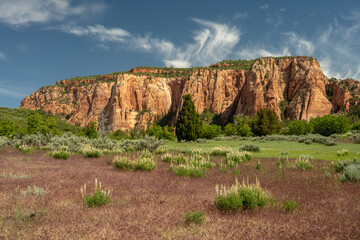 Lupine and Green Grass Below Red Mesa in Zion