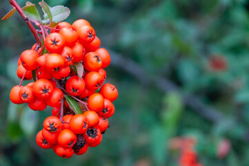 Pyracantha crenulata, Red fruits of the evergreen plant Pyracantha