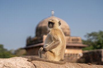 Northern plains gray langur, sacred langur, Bengal sacred langur, Hanuman langur - Semnopithecus...