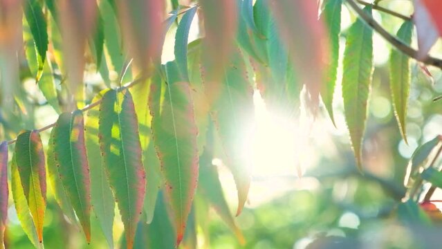 The autumn setting sun shines rays through the branches of the vinegar tree Sumac staghorn, Rhus typhina.