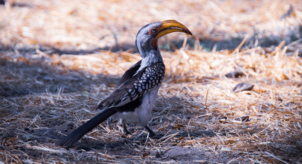 Hornbill (Mokolodi Bird)