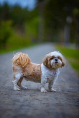 shih tzu dog walks in the forest in summer