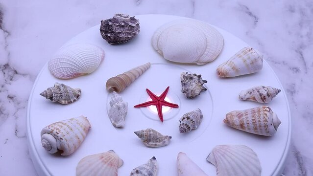 Collection of assorted shells rotating on a turntable.