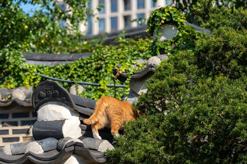 Ginger cat walking on traditional Korean style roof