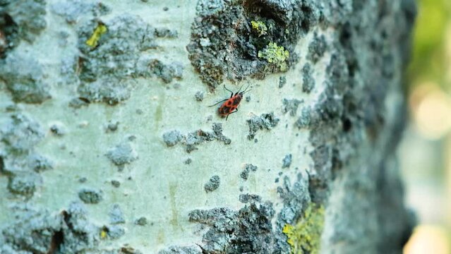 Red soldier bug Pyrrhocoris apterus on a birch tree macro.
