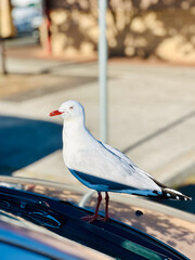 Red billed gull in Australian Capital territory