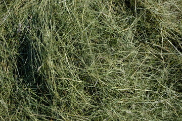 Frisch geschnittenes Gras trocknet und wird zu Heu