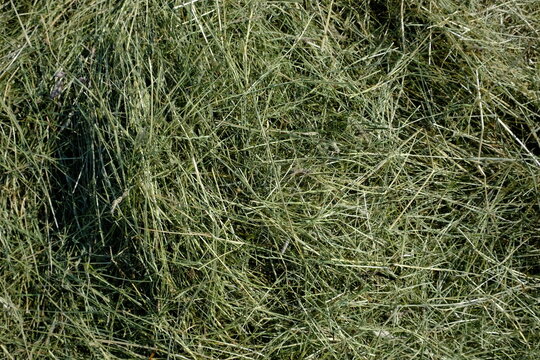 Frisch geschnittenes Gras trocknet und wird zu Heu