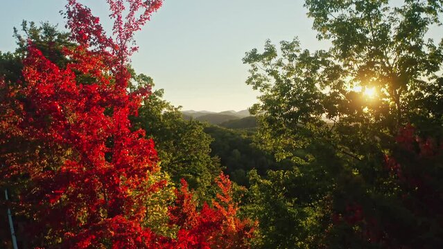 Beautiful sunrise aerial forward through autumn colored trees, smoky mountains