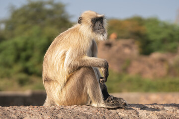 Northern plains gray langur,  sacred langur, Bengal sacred langur, Hanuman langur - Semnopithecus entellus sitting on wall. Photo from Ranthambore Fort in Rajasthan, India.