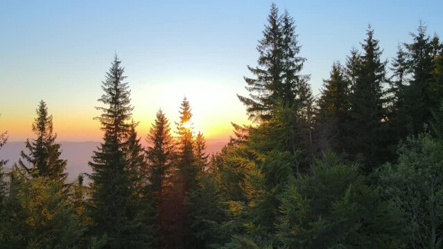 Amazing sunset scenery in wild mountain forest. Dark pine woods illuminated with bright setting sun. Beautiful nature landscape