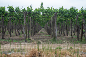 interesting view of a vineyard in the Isla de Maipo valley, Isla de Maipo, Chile, south america