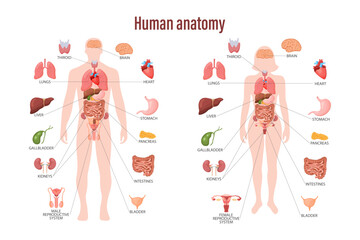 Human anatomy concept. Infographic poster with the internal organs of the human body. Respiratory, digestive, reproductive, cardiovascular systems. Banner, vector - obrazy, fototapety, plakaty