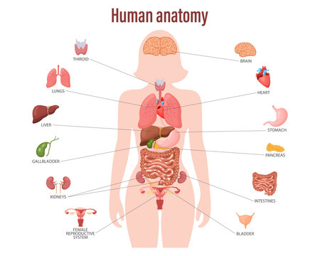 Human anatomy concept. Infographic poster with the internal organs of the human body. Respiratory, digestive, reproductive, cardiovascular systems. Banner, vector