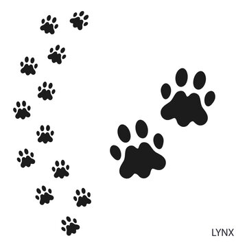 Paw prints, animal footprints, lynx footprints template. Icon and track of footprints. Black silhouette. Vector