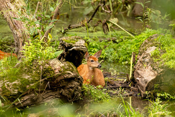 The white-tailed deer or Virginia deer in the shade of the forest