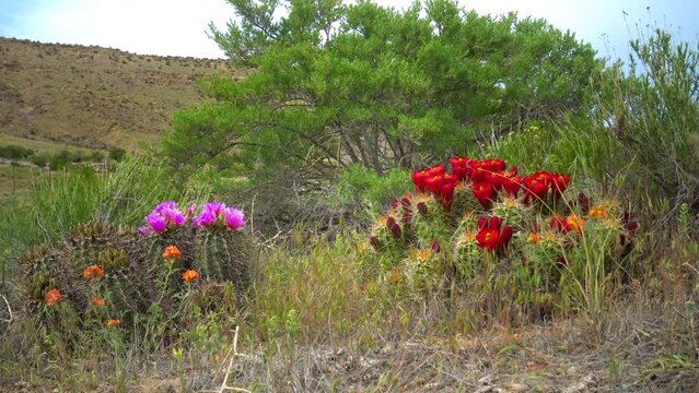 Flowering cactus plants (Sclerocactus parviflorus) and hedgehog cactus  in Canyonlands National Park, Utha