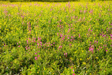 Val D'Orcia ,Tuscany,Italy,Europe.UNESCO World Heritage Site